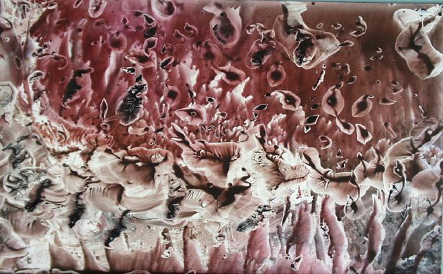 Naked Rhizopod Protozoans -- 20 x 26 