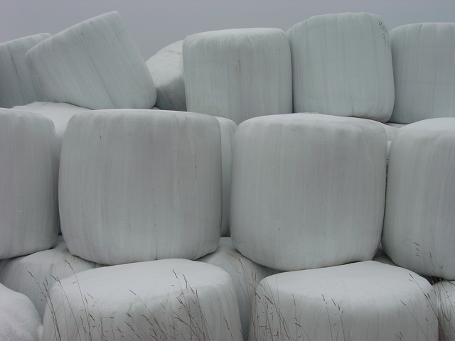 Marshmellows